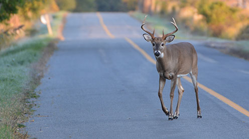 deer-road